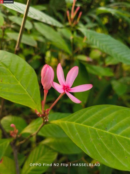 OPPO Find N2 Flip camera sample