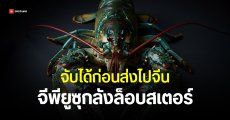 กุ้งสายลับ ฮ่องกงยึดการ์ดจอ 70 ใบ ลักลอบส่งเข้าจีนปนมากับล็อบสเตอร์