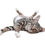 verycattitude