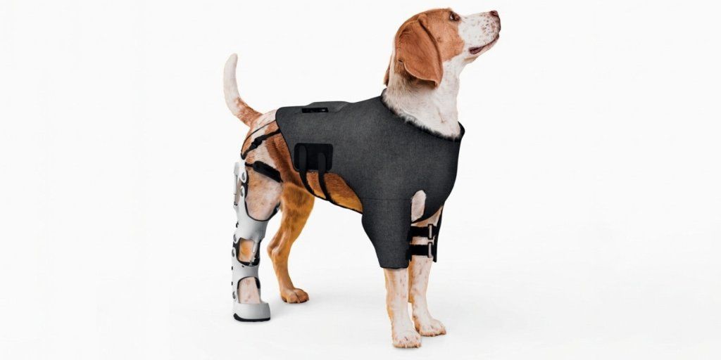 Repawse ช่วยน้องหมาพิการ