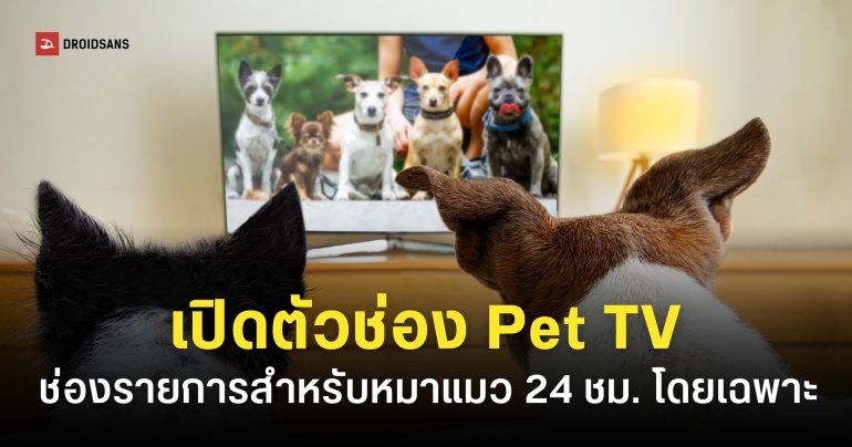 ช่องทีวีเพื่อหมาแมว Tencent เปิดตัว ‘Pet TV’ รายการสำหรับสัตว์เลี้ยง 24 ชั่วโมง